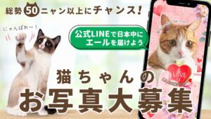 猫ぐらしブランドの公式LINE企画で”モデル猫ちゃん”大募集！